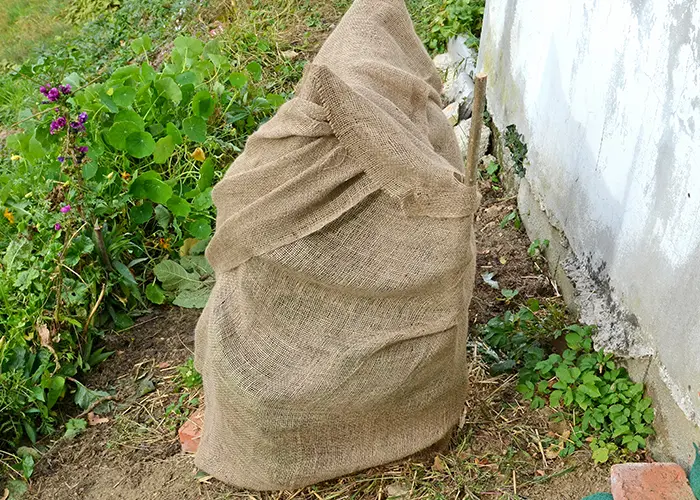 Protection d'une plante contre le froid en jute