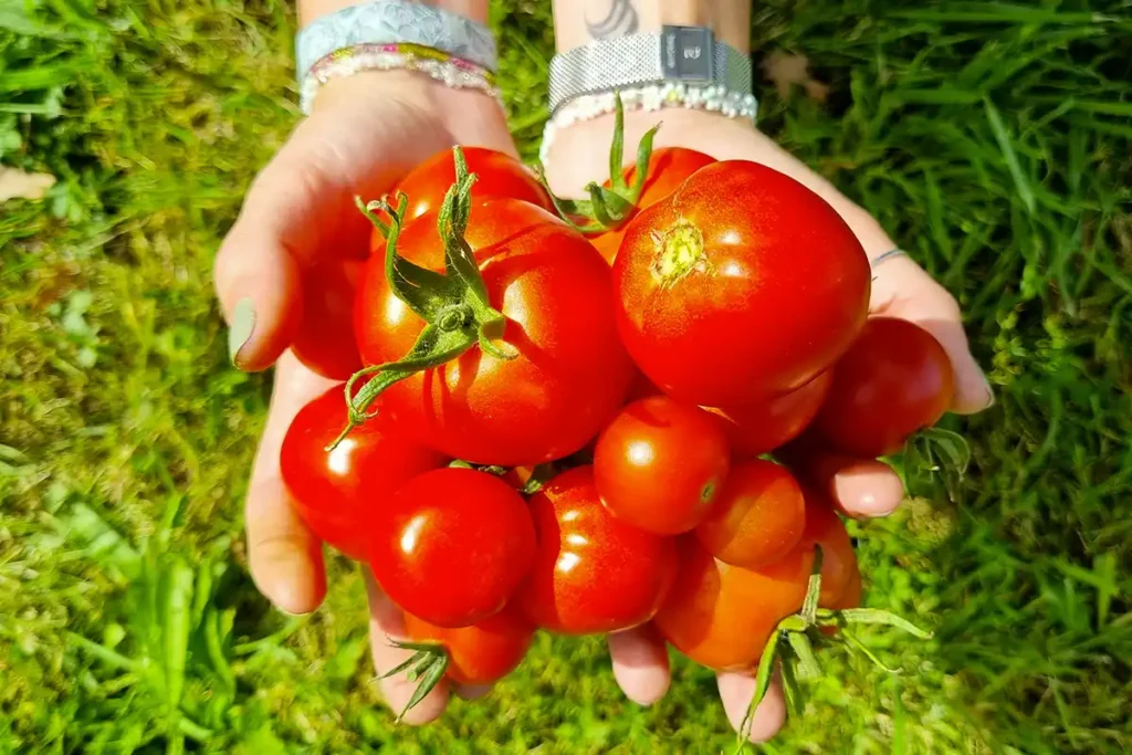 Tomates mûres