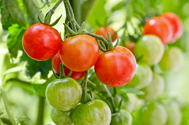 tomate cerise sous serre juillet