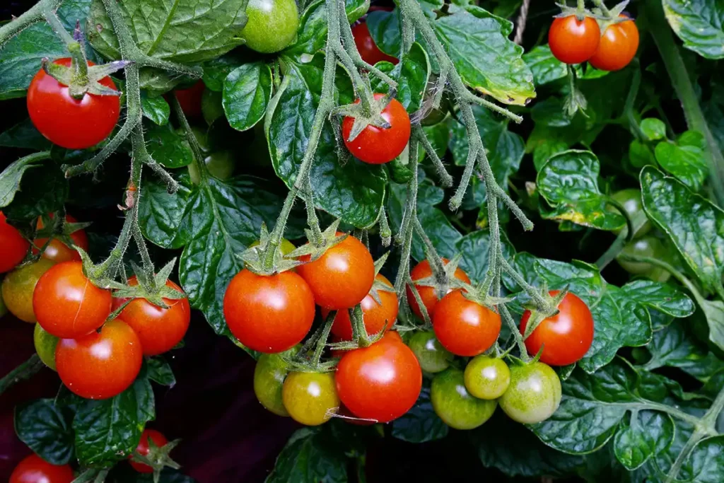 Un plant de tomate Hybride F1