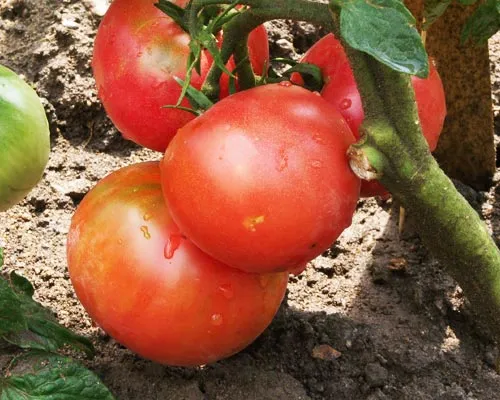 tomate rose de Berne