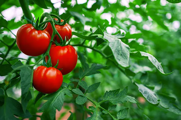 tomate sous serre juillet