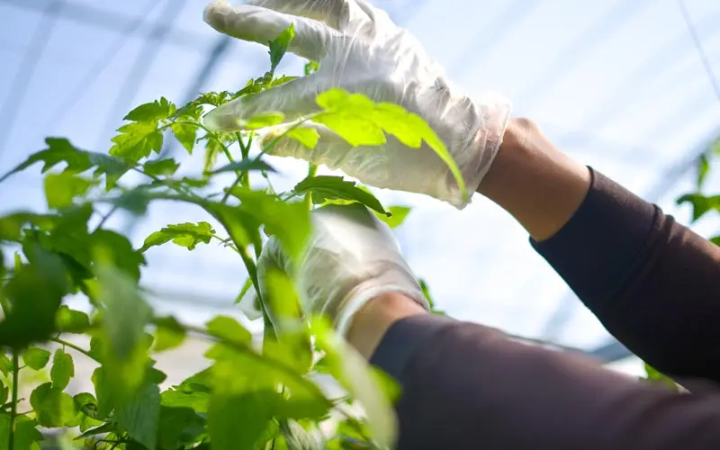 accrochage tomate sous serre de jardin