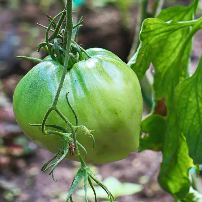 En octobre n'hésitez pas à cueillir les tomates vertes En octobre n'hésitez pas à cueillir les tomates vertes