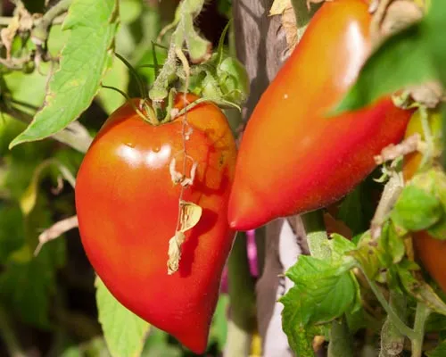 tomates des Andes