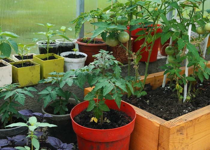 tomates cultivées en pot