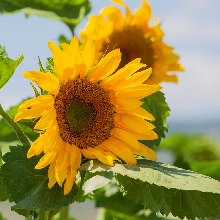 Fleur de tournesol en juillet