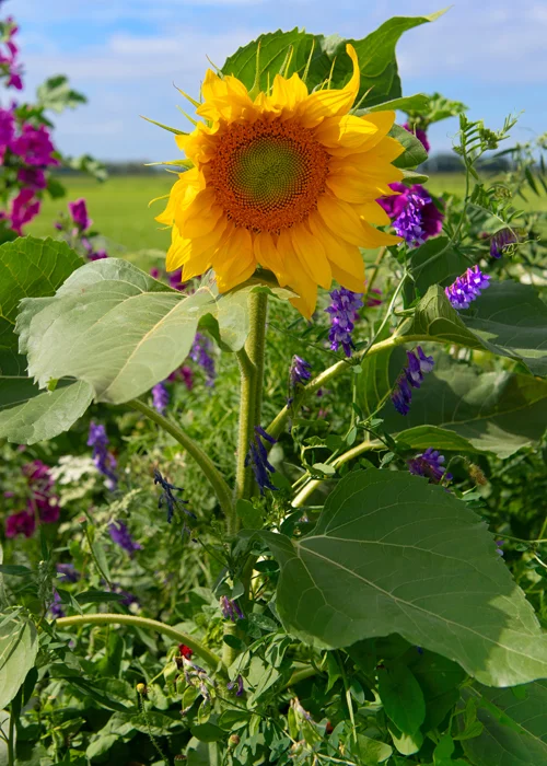Les tournesols apporteront de la hauteur à vos massifs et bordures Les tournesols apporteront de la hauteur à vos massifs et bordures