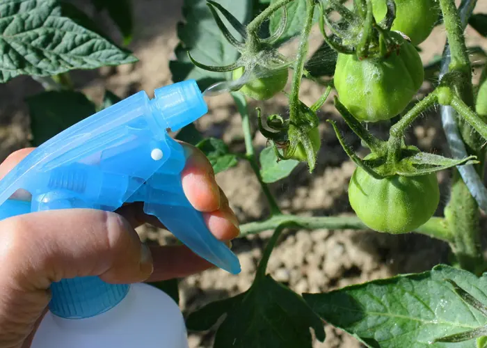 traitement contre les maladies de la tomate