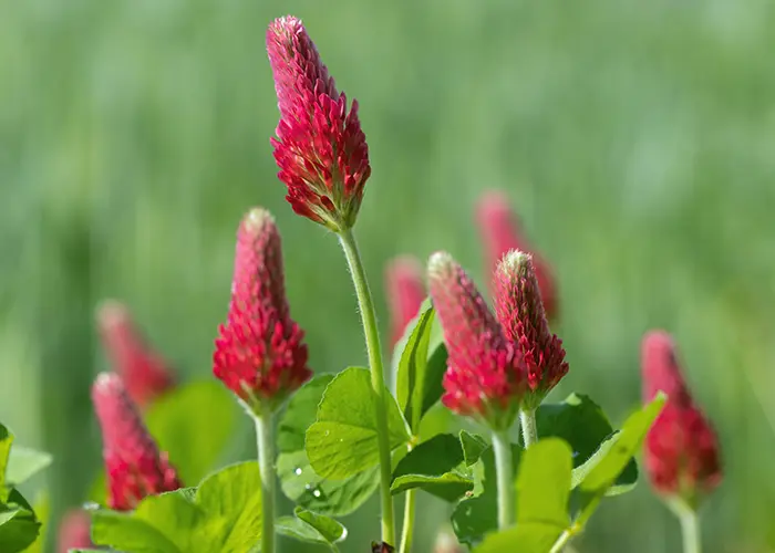 Trèfle incarnat (engrais vert)