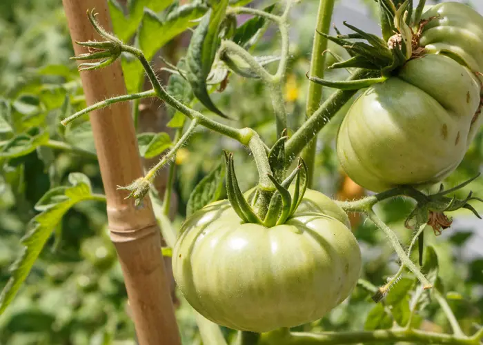 tuteur à tomate en bambou