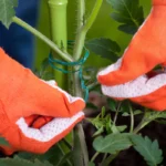 Comment bien tuteurer les tomates ?