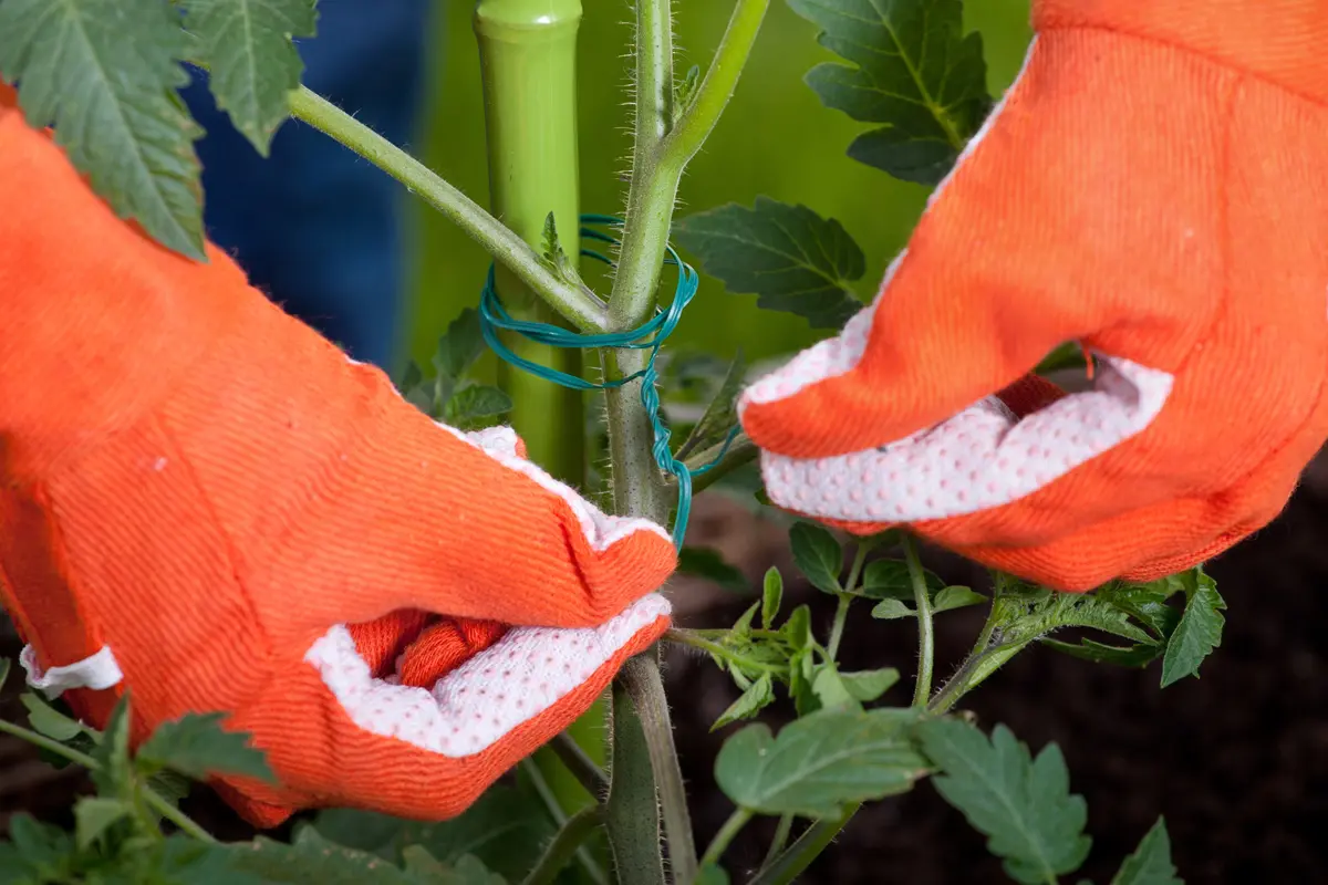 conseils tuteurage des tomates