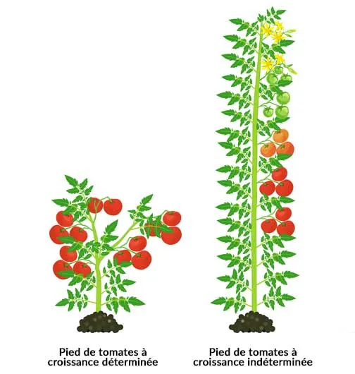 types de croissance de la tomate - plan déterminé / plan indéterminé