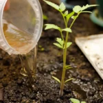Urine au potager : guide pratique pour fertiliser naturellement et gratuitement