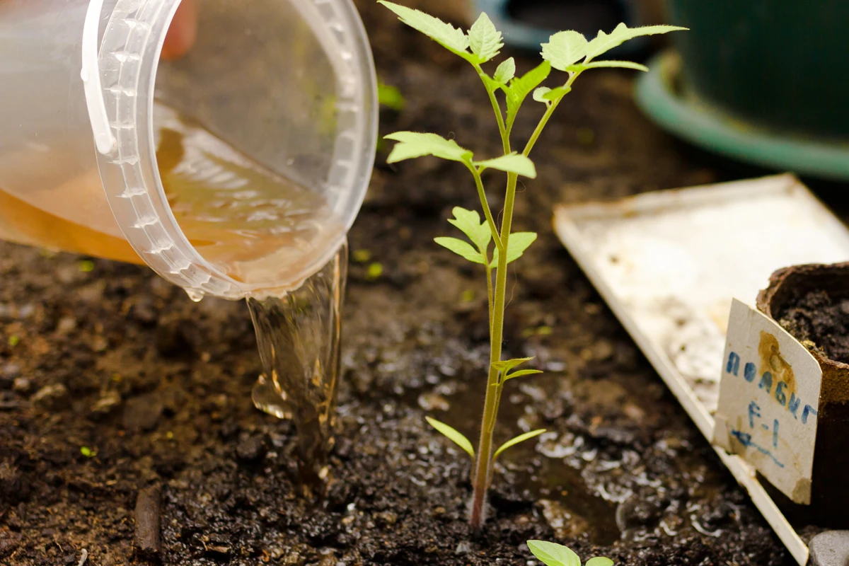 Urine au potager : guide pratique pour fertiliser naturellement et gratuitement
