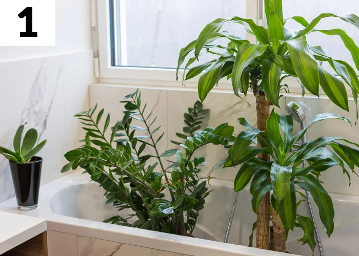 Tâche n°1 en juillet au jardin : Préparer les plantes avant votre départ en vacances
