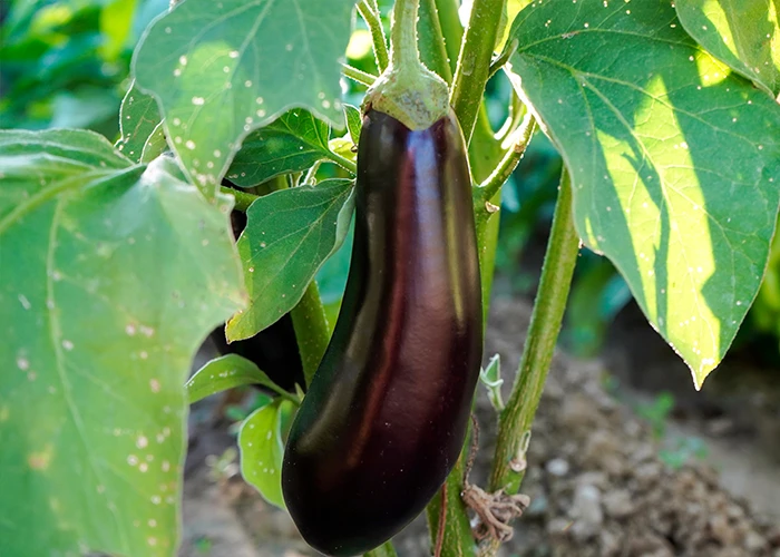 variété d'aubergine baluroi