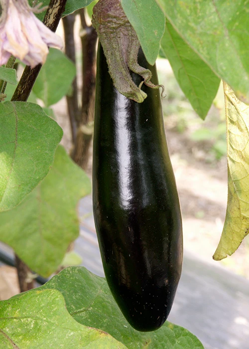 variété d'aubergine barbentane