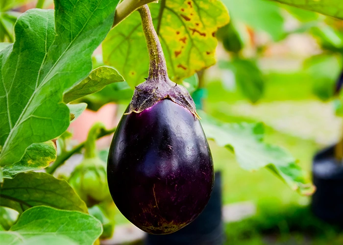variété d'aubergine black beauty