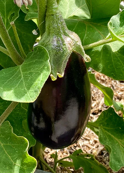 variété d'aubergine bonica