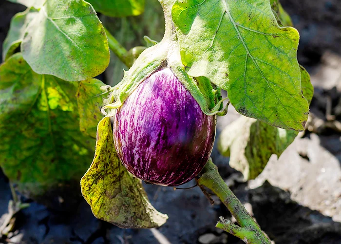 variété d'aubergine listada gandia