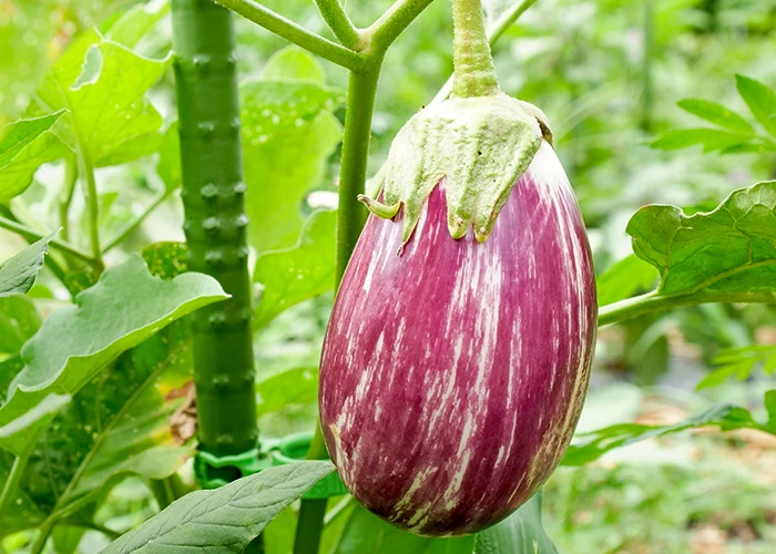 variété d'aubergine rania