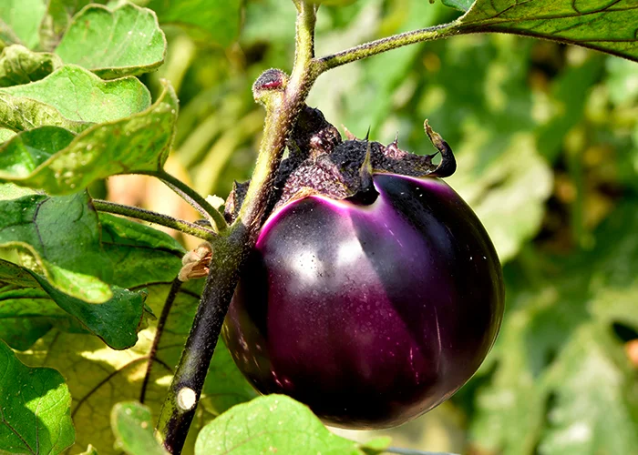 variété d'aubergine valence