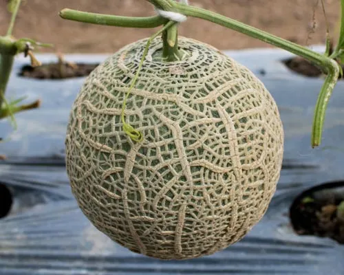 variété de melon brodé