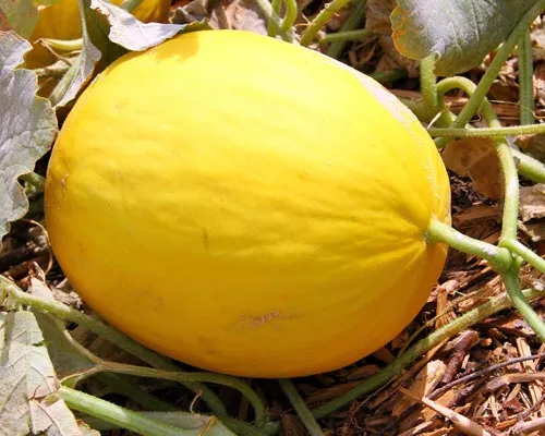 variété de melon canari