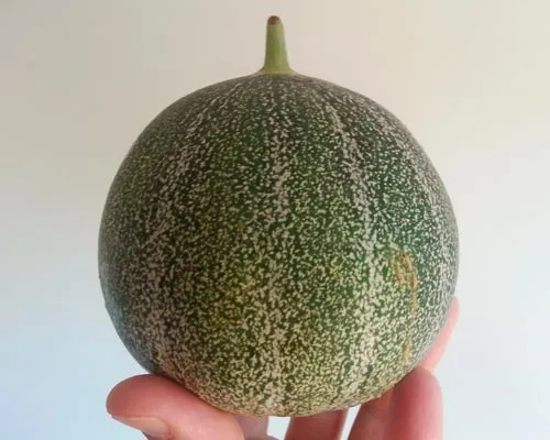 variété de melon sucrin