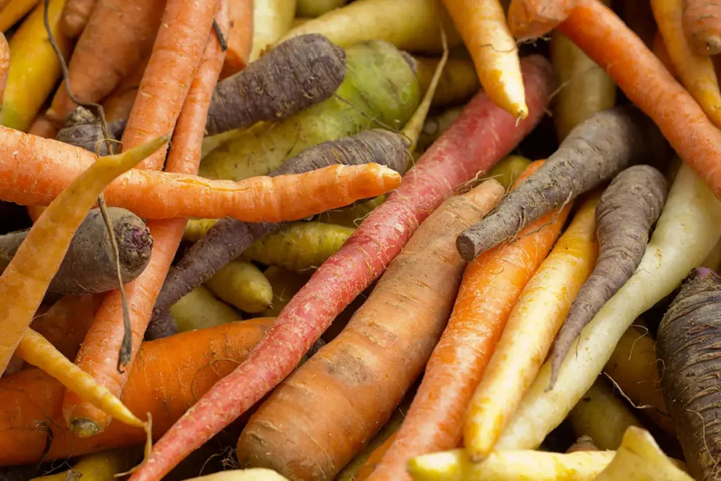 Différentes variétés de carottes