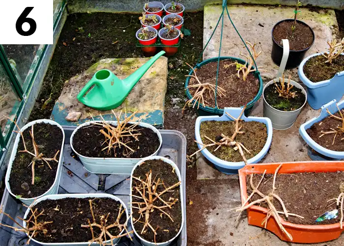 Tâche n°6 décembre au jardin : Aérer les plantes stockées dans la serre de jardin