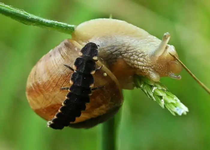 Le lampyre ou ver luisant est un redoutable prédateur d'escargots