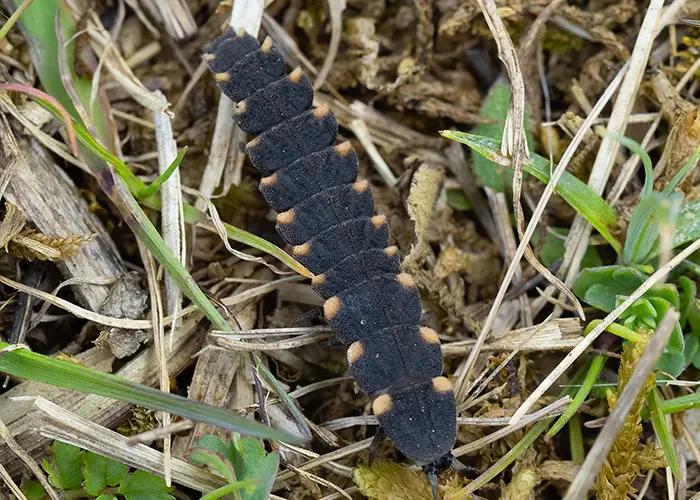 Vers luisant (insecte auxiliaire)