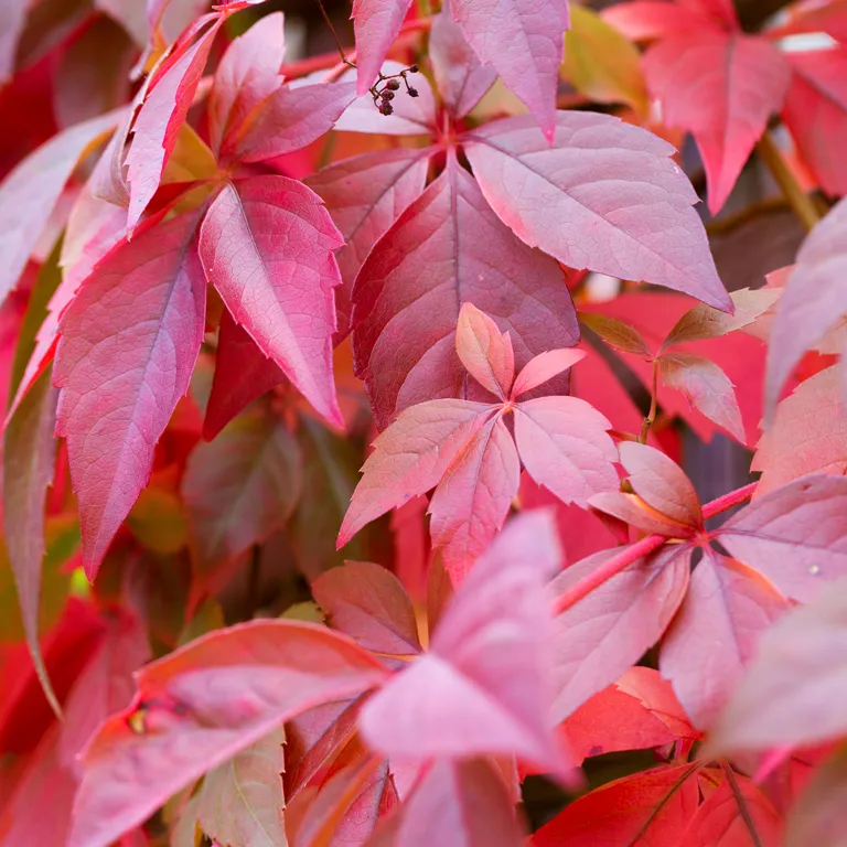 Feuilles rouges de vigne vierge au mois de septembre