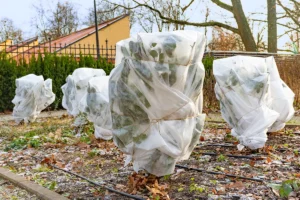 Housse pour vos fleurs en voile d'hivernage qui assure la protection du  jardin en hiver 