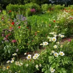 Zone sauvage au jardin : une réserve de biodiversité et une aide précieuse sous serre et au potager