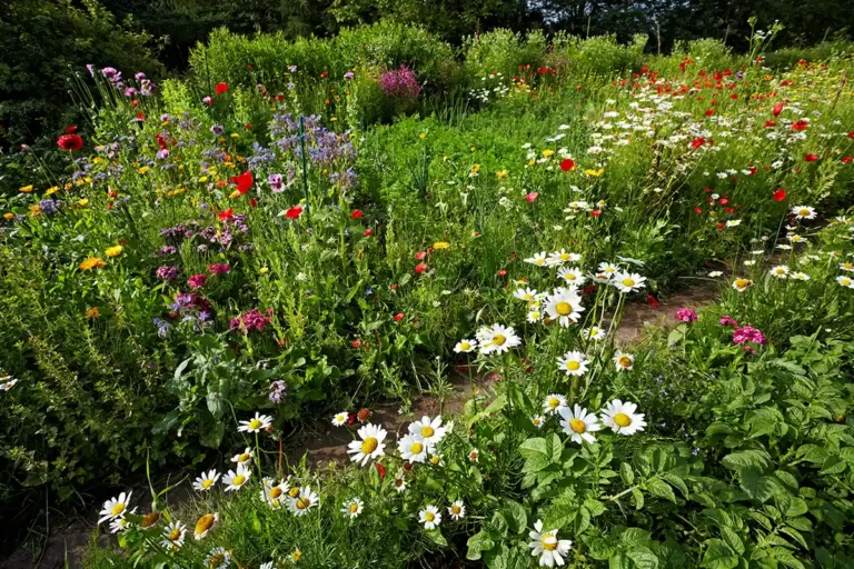 Zone sauvage au jardin : une aide précieuse pour vos cultures - France Serres