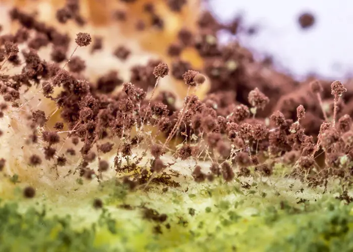 Zoom sur le mycélium de Botrytis cinerea (spores du champignon)