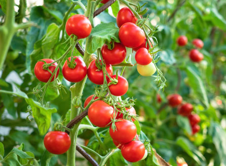 Serres à tomates