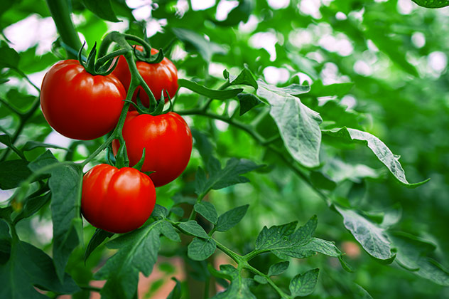 r&eacute;colte tomate juillet