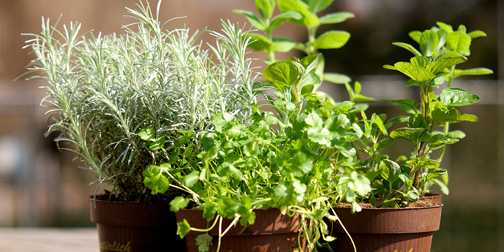 comment cultiver des plantes aromatiques dans une serre de jardin ?