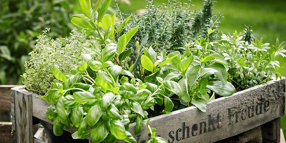 cultiver des plantes aromatiques
