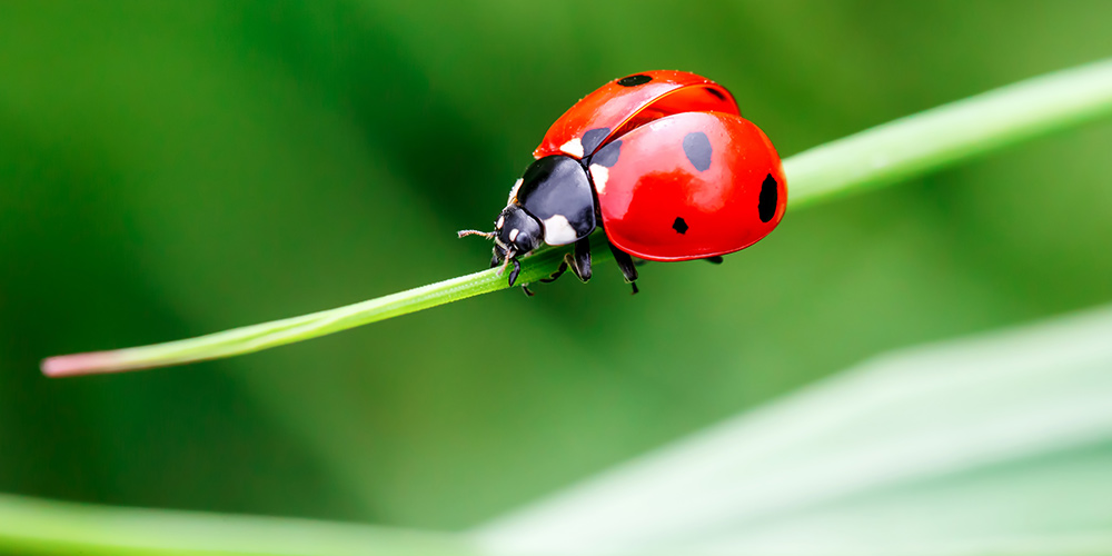 Comment favoriser la biodiversité dans son jardin ?