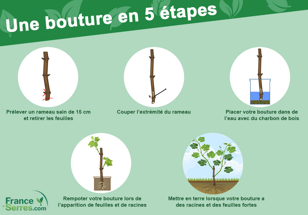 Comment réaliser une bouture