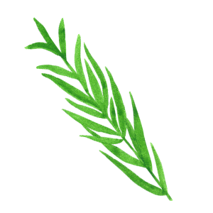 estragon