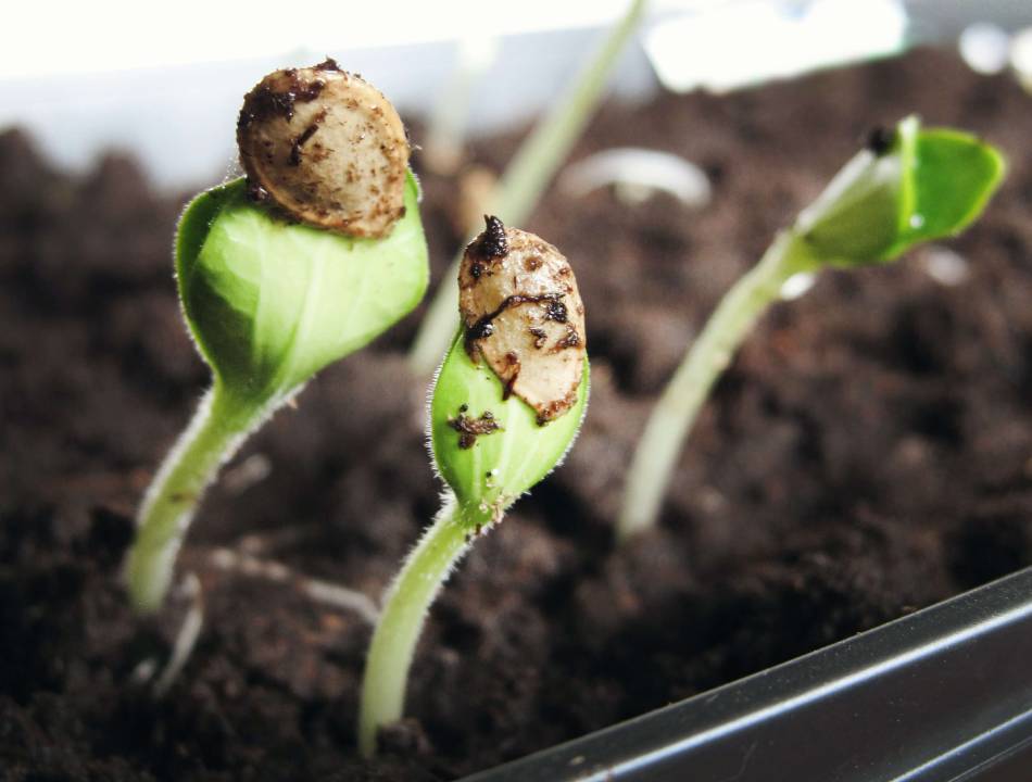 Use Your Garden Greenhouse Properly