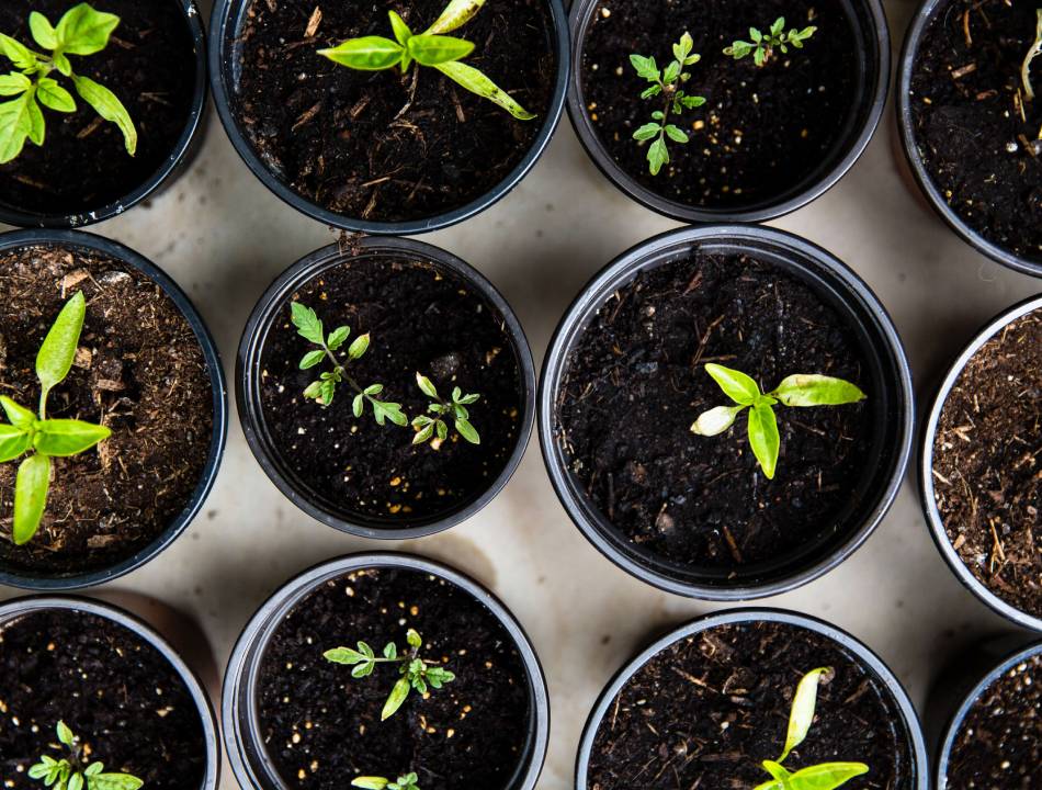 Use Your Garden Greenhouse Properly