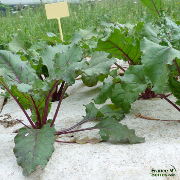 bâche de recouvrement naturelle paillage biodégradable